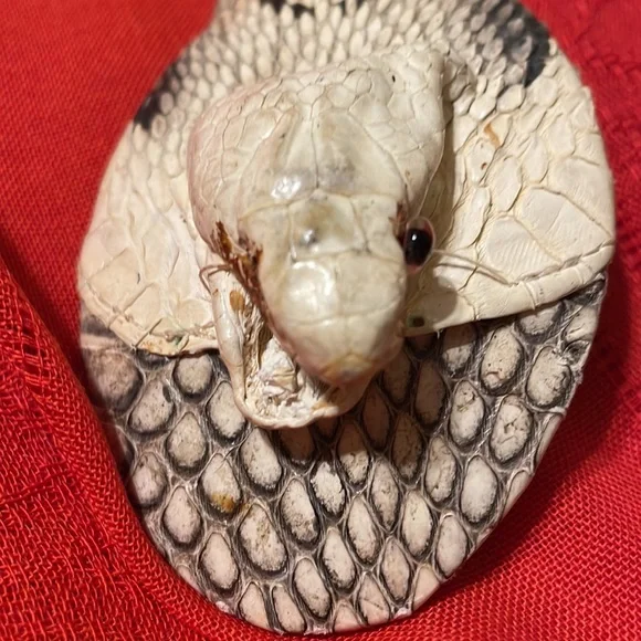 Vintage cobra skin men’s boots & belt with cobra head & leather upper (Mlb) - Picture 16 of 16